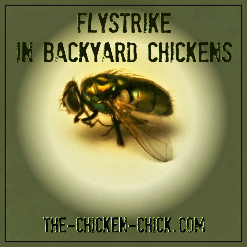 Flystrike in Backyard Chickens, Causes, Prevention & Treatment | The Chicken Chick®