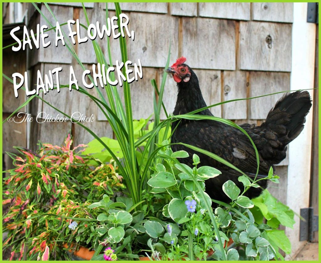 Save a flower, plant a chicken.