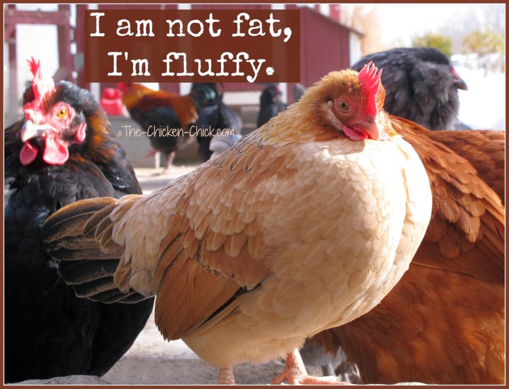I'm not fat, I'm fluffy.