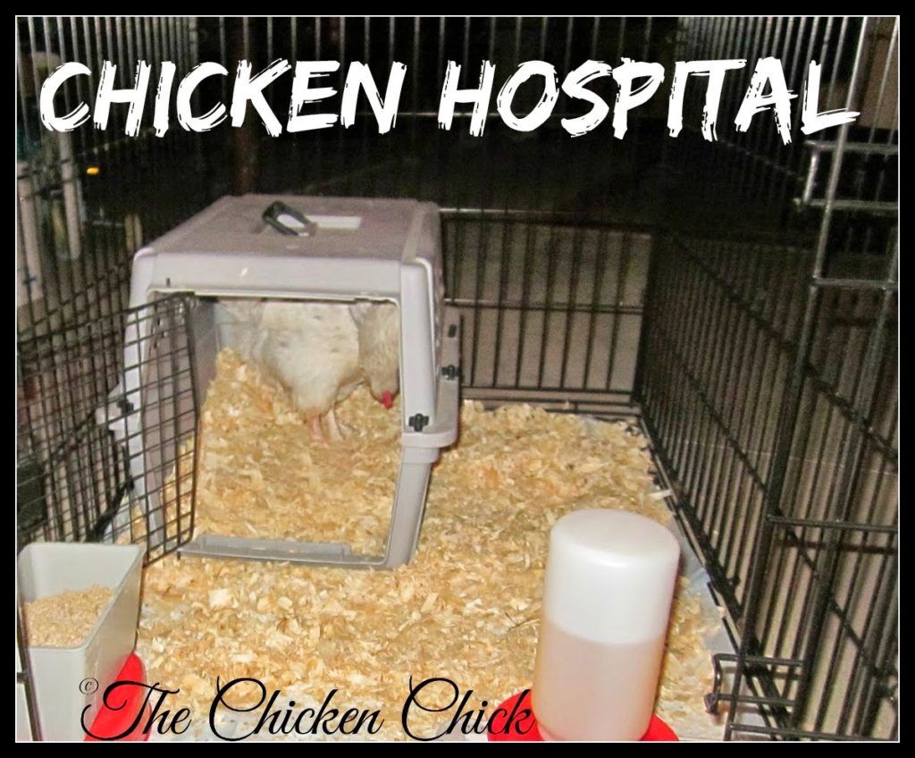  Segregate the affected chicken from the flock to avoid the possibility of cannibalism. It should remain isolated in Chicken Hospital until the infection has healed fully.