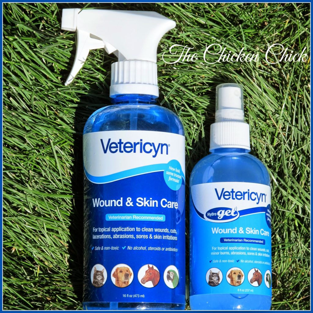 Spray Vetericyn Wound & Infection treatment on the area affected by flystrike. This step may obviate the need for antibiotics in many cases of flystrike. Avoid ointments as maggots appreciate a moist, goopy, warm environment. 