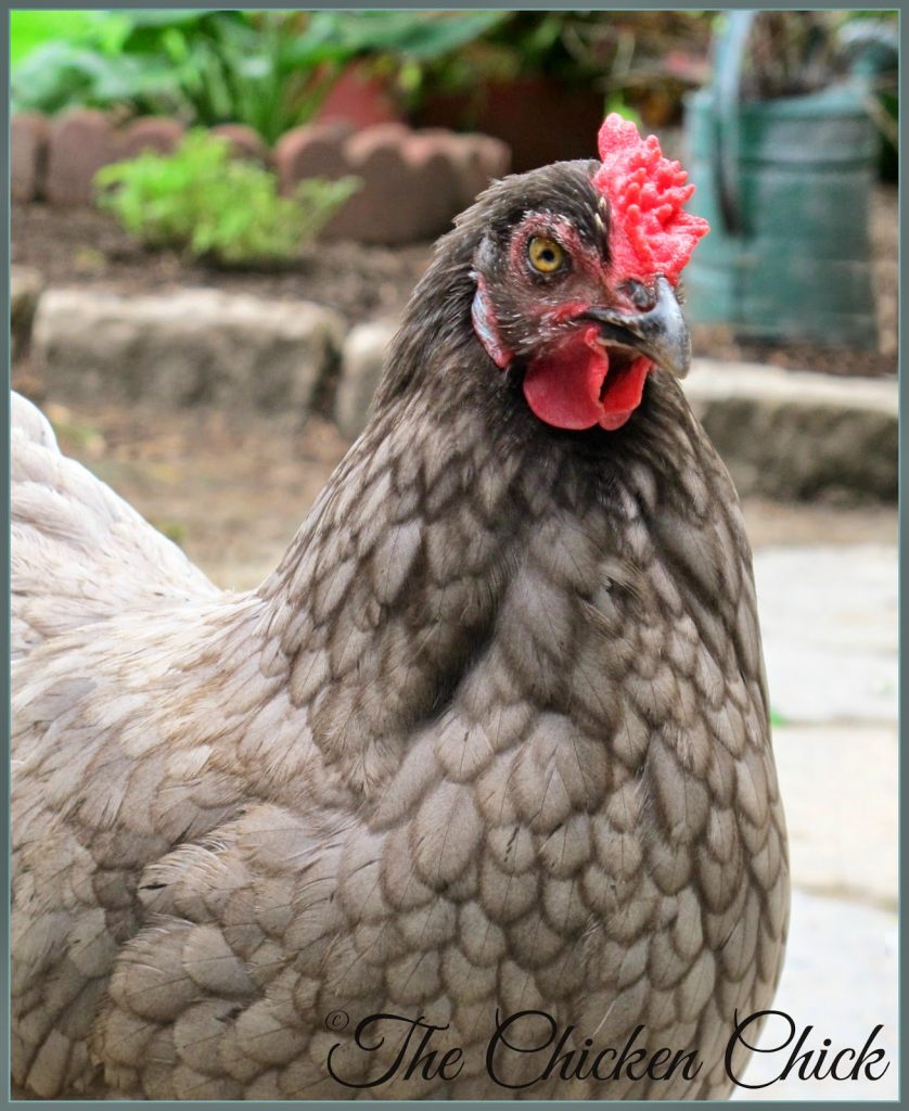 Olive Egger hen