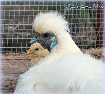 Freida (Silkie hen) with her Serama chick. I'm still working on a name for him, but his comb and wattles gave him away as a cockerel this week.