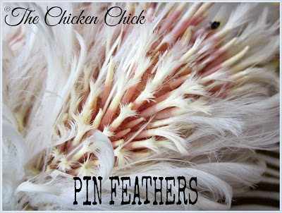 Newly emerging feathers have a vein-filled shaft that will bleed if cut or injured. Avoid cutting any of these pin feathers during wing clipping. 