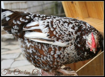 Some chickens are more ambitious, spirited or motivated than others to clear a fence, which may necessitate the clipping of primary feathers on both wings, the clipping of secondary wing feathers and/or installing overhead netting in the enclosure. 