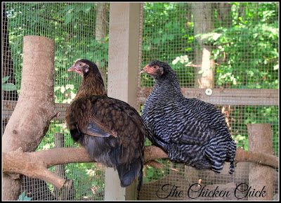 Dorking pullet with the Barred Plymouth Rock (cockerel, I believe). 