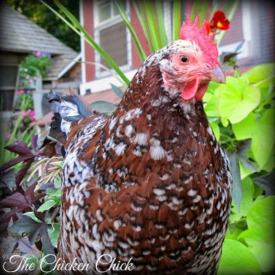 Kate (Speckled Sussex hen)