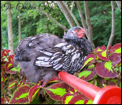Silver Laced Wyandotte pullet