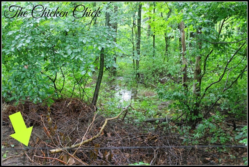 This photo shows the leased land behind our fence (green arrow) which is wetlands and completely unusable.