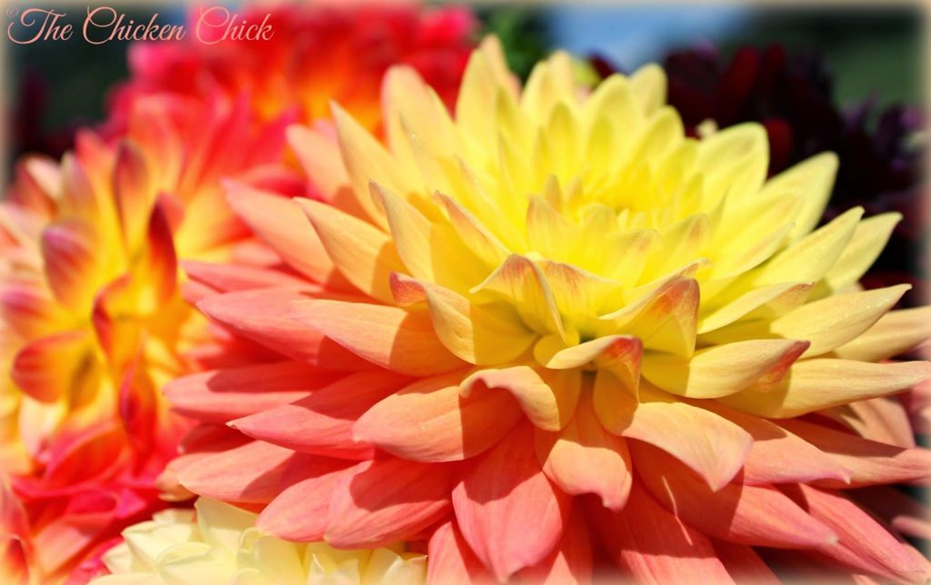 Dahlia