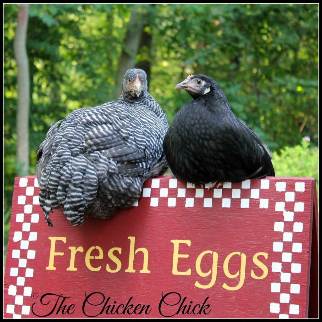 Barred Plymouth Rock and White Faced Black Spanish pullets.
