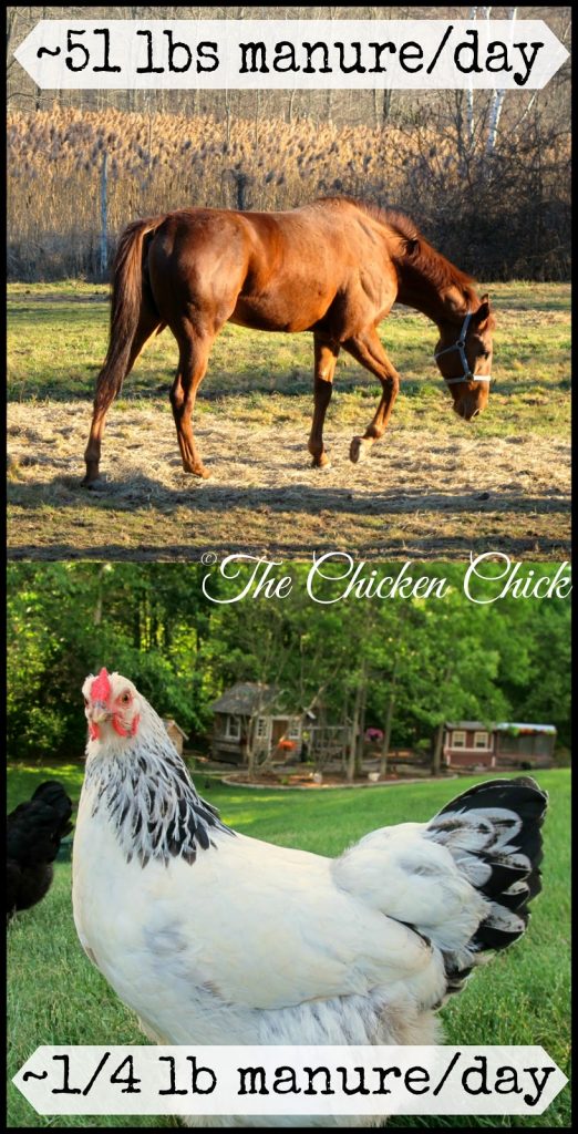 it would take more than 200 laying hens to produce the same amount of waste as one average sized horse in a day, not including bedding!