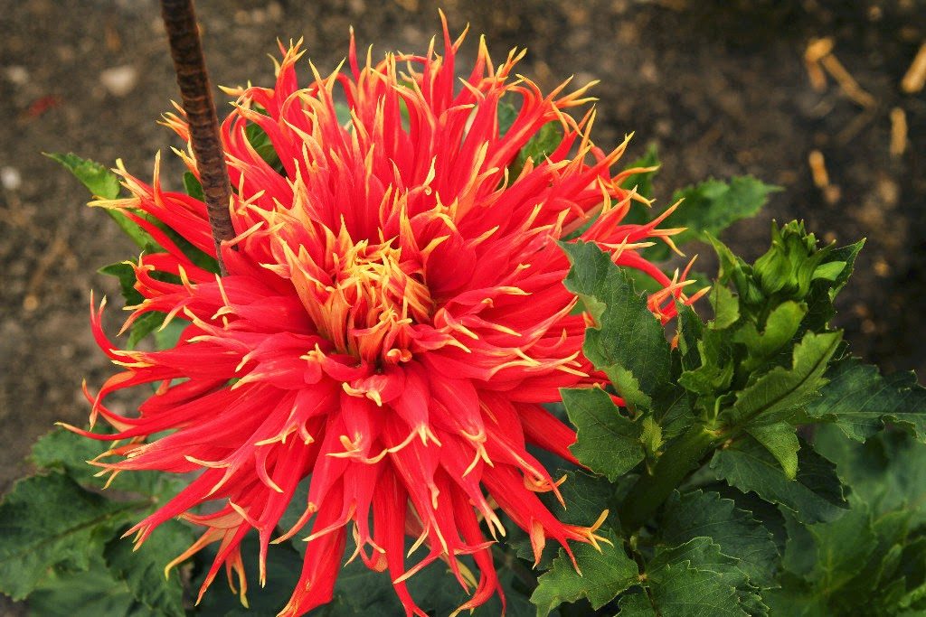 Clever Chicks Blog Hop at The Chicken Chick® Dahlias- for Color, Form & Beauty, shared by The Radish Patch