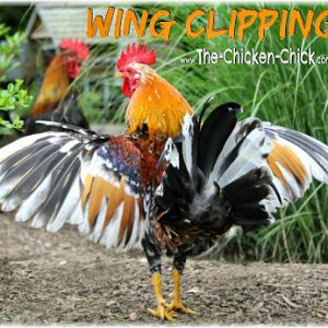 Beekeeping, Behavior, Chicken Care, Chicken Topics, Health & Seasonal ...