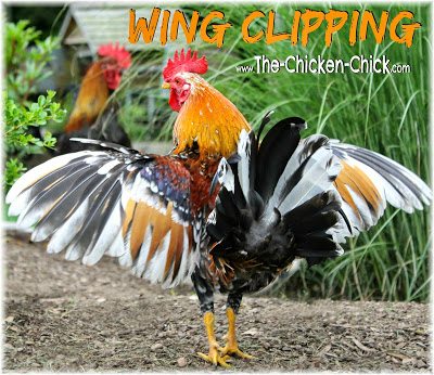 There are times when it may be necessary to limit a chicken's ability to fly and wing clipping is a means to that end. Whether to clip a chicken's wings should be carefully considered by weighing the pros and cons as the disadvantages are significant. When done properly, wing clipping is painless.