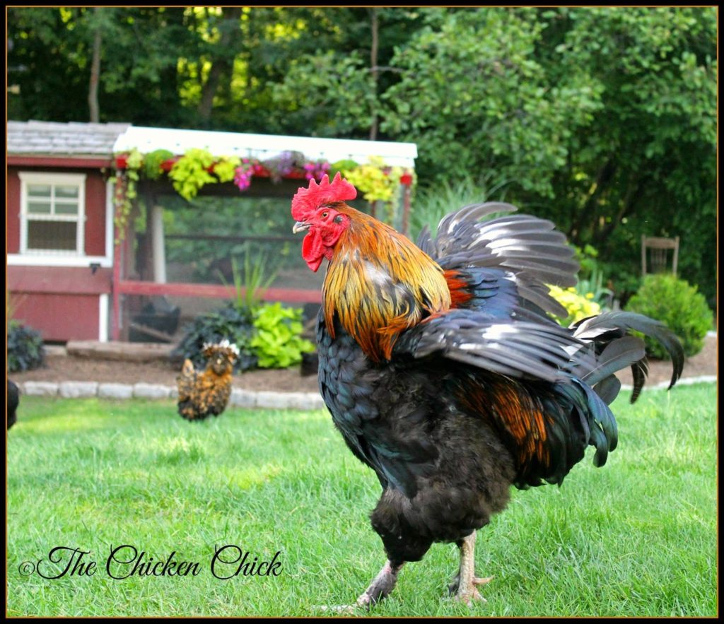 Blaze, my Black Copper Marans rooster