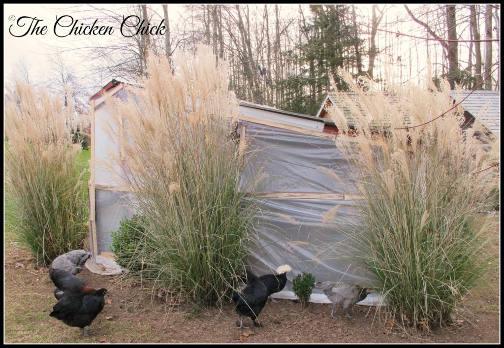Ornamental grasses lend beautiful texture, color and movement to the backyard in the dead of winter. 