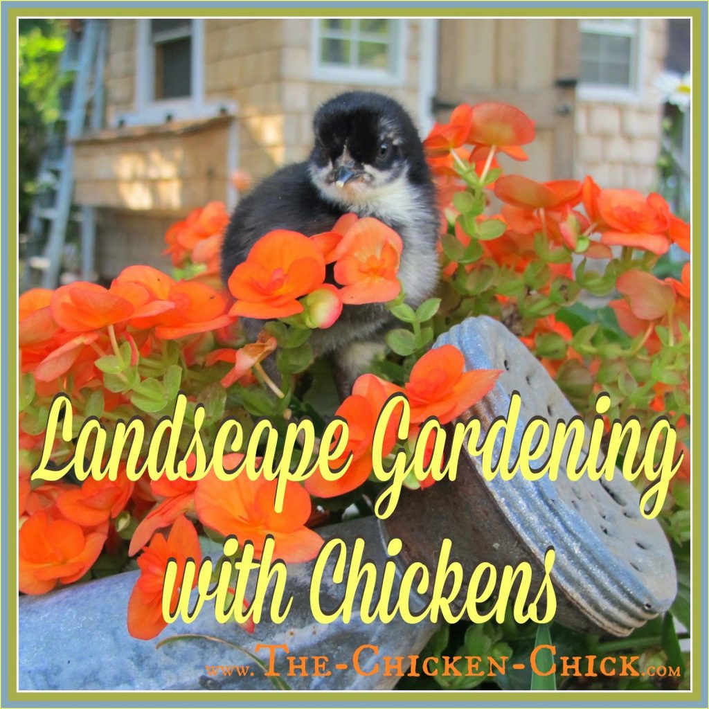  Contrary to popular belief, it is possible to have flowers and plants adorning the chicken yard. I offer the following examples of gardening methods that have worked for me, but all are subject to being disproved by any given chicken at any time.