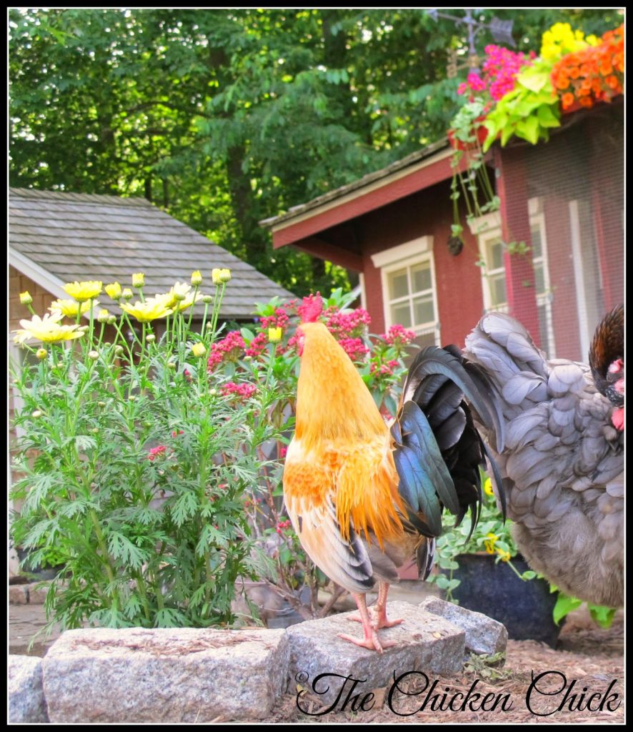 Landscape Gardening With Chickens The Chicken Chick