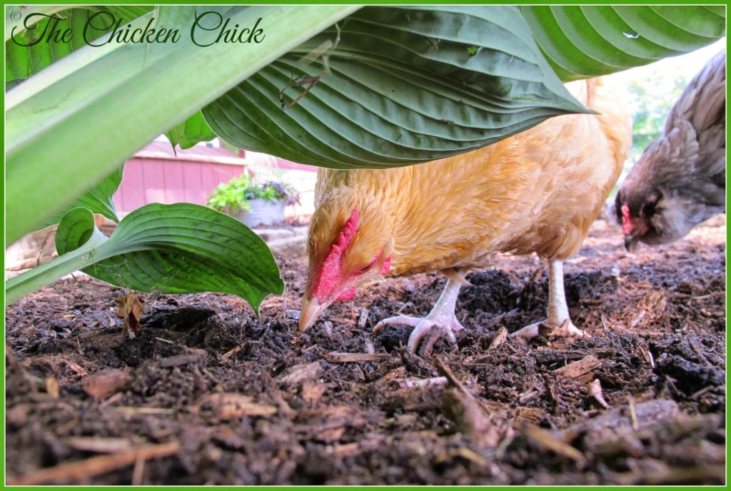 Freshly disturbed earth is very enticing to chickens and nothing is quite as upsetting as finding that the flock has uprooted a plant that I just planted. To deter unwanted excavation, I surround new plantings with pavers or rocks to give them a fighting chance. Works like a charm!