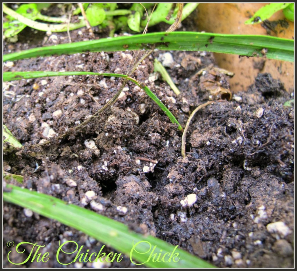 I have never met a chicken that did not love eating vermiculite and perlite. They will dig up the plant if they can see the little white specks, so I make a point of covering potting soil with vermiculite-free soil, leaves or mulch.