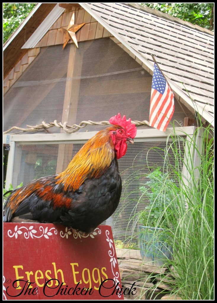 Blaze, Black Copper Marans rooster