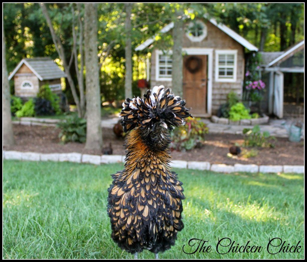 Ally McBeak, Polish Frizzle