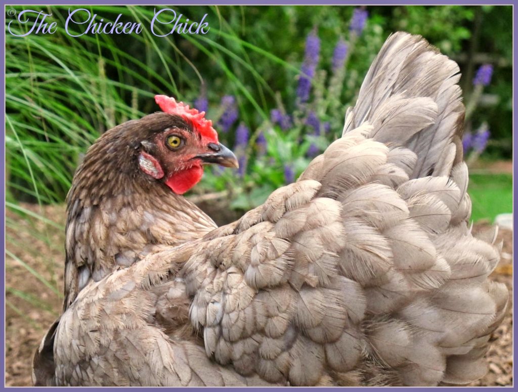 Iris (Olive Egger hen).