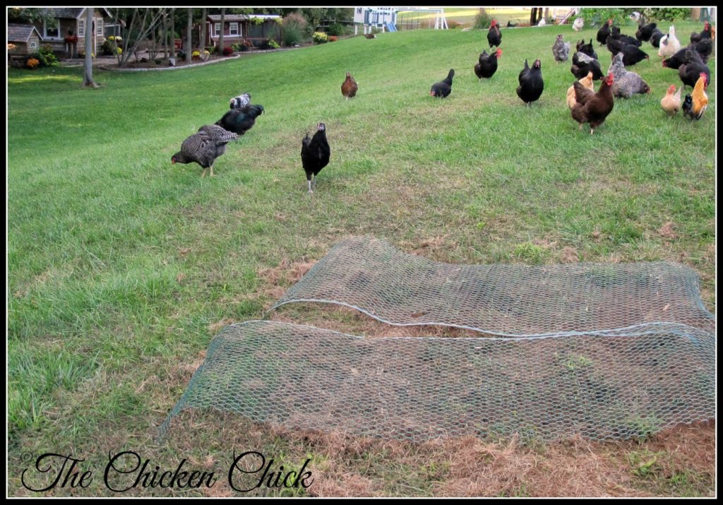 It is possible to repair damaged areas of the lawn without re-seeding it or banishing the chickens to Siberia for the duration. The key is keeping the chickens off the nekked spots to allow the grass to re-grow. To do that, I toss a piece of chicken wire or hardware cloth on top of the bare spot and let it grow tall before removing the wire.