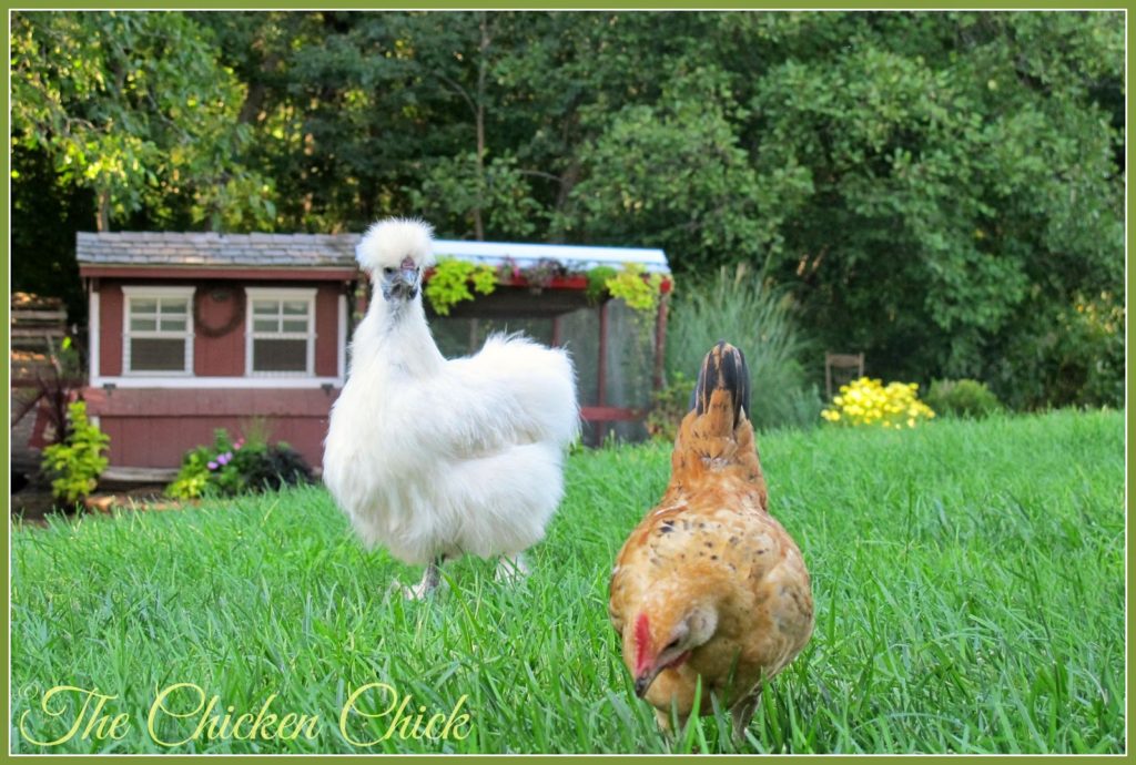 Silkie hen & Serama cockerel