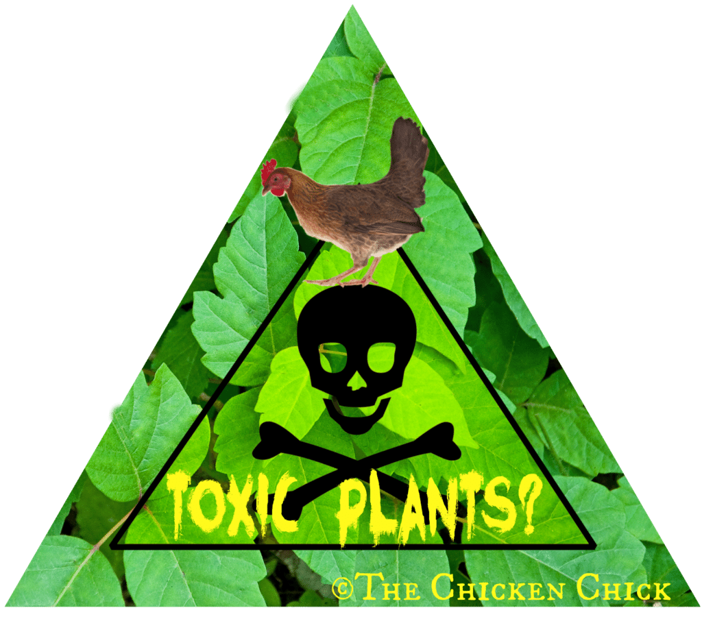 Scientists don’t know much about the types and doses of plant toxins that affect free-range chickens. Fortunately, plant poisonings are very rare occurrences in chicken flocks, perhaps because chickens possess some instinctive nutritional wisdom. If they have a choice, they’ll reject a food that tastes funny to them.