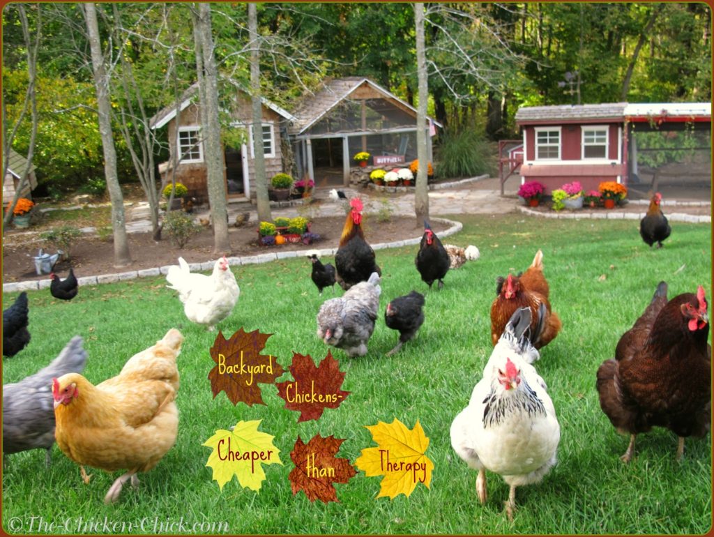 I am often asked how my lawn remains lush in the face of 40 some marauding chickens. I really don’t know for sure. I do know that throwing scratch or other treats onto the lawn is begging to have them tear it up. Do not toss treats out onto the grass- it only serves to encourage endless scratching.