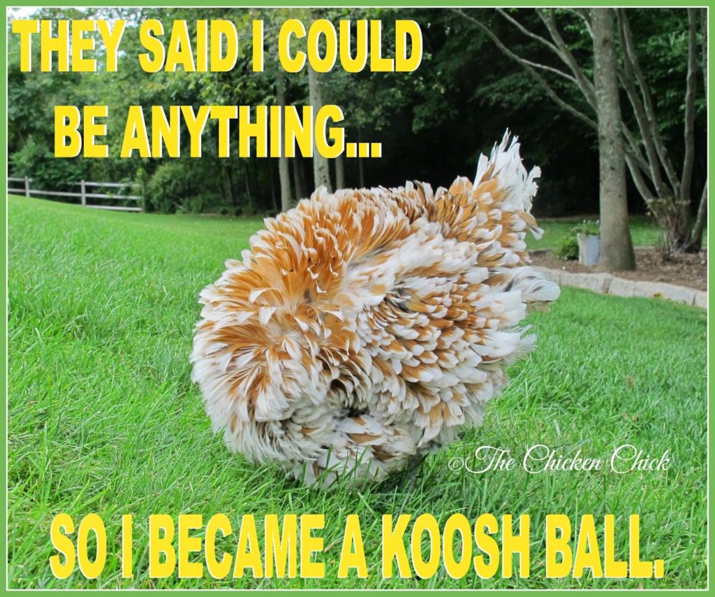 They said I could be anything...so I became a Koosh ball.
