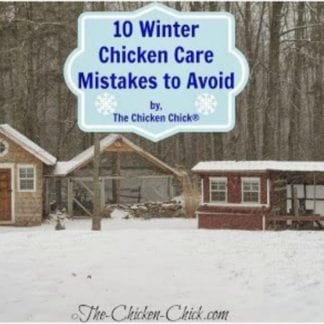 10 Winter Chicken Care Mistakes to Avoid