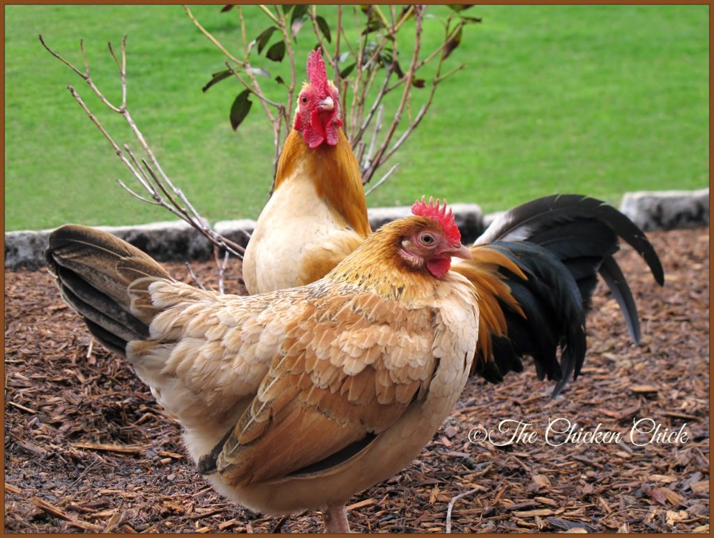 Pet chickens can be rehabilitated when they are injured, can live happy, high-quality lives with certain genetic imperfections and can be wonderful companion animals with the dedication and love of their caretakers.