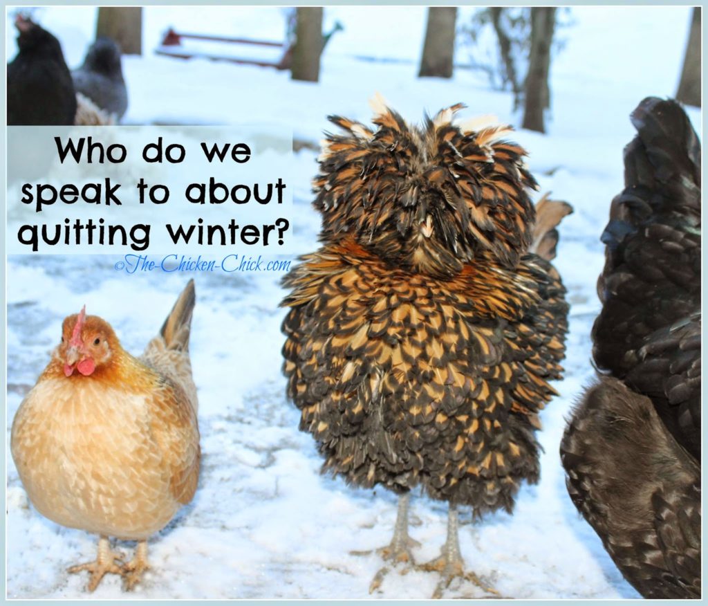 Chickens fare much better in cold temperatures than in hot weather due to their unique physiology and ability to regulate their body temperatures, but they still need our help to create the ideal environment in which to survive winter.