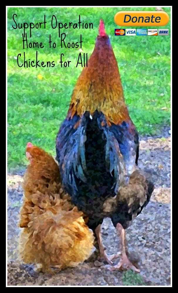 Address to donate through PayPal is Kathy@The-Chicken-Chick.com