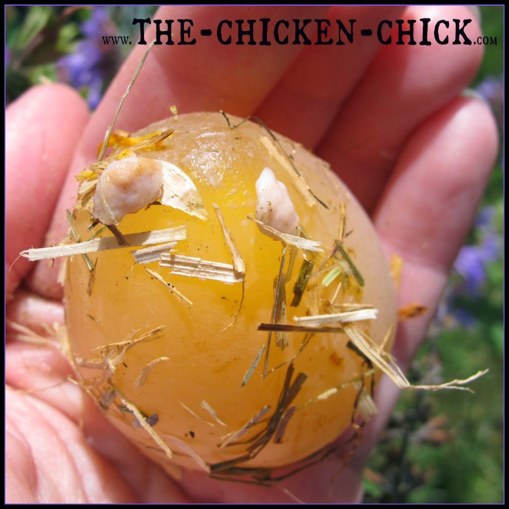 By the time a lash egg is found, the problem has been raging inside the hen for months and the prognosis for recovery is poor. Most hens will not survive more than 6 months with Salpingitis. According to Dr. McKillop If a hen does survive, she is unlikely to return to normal egg laying. 