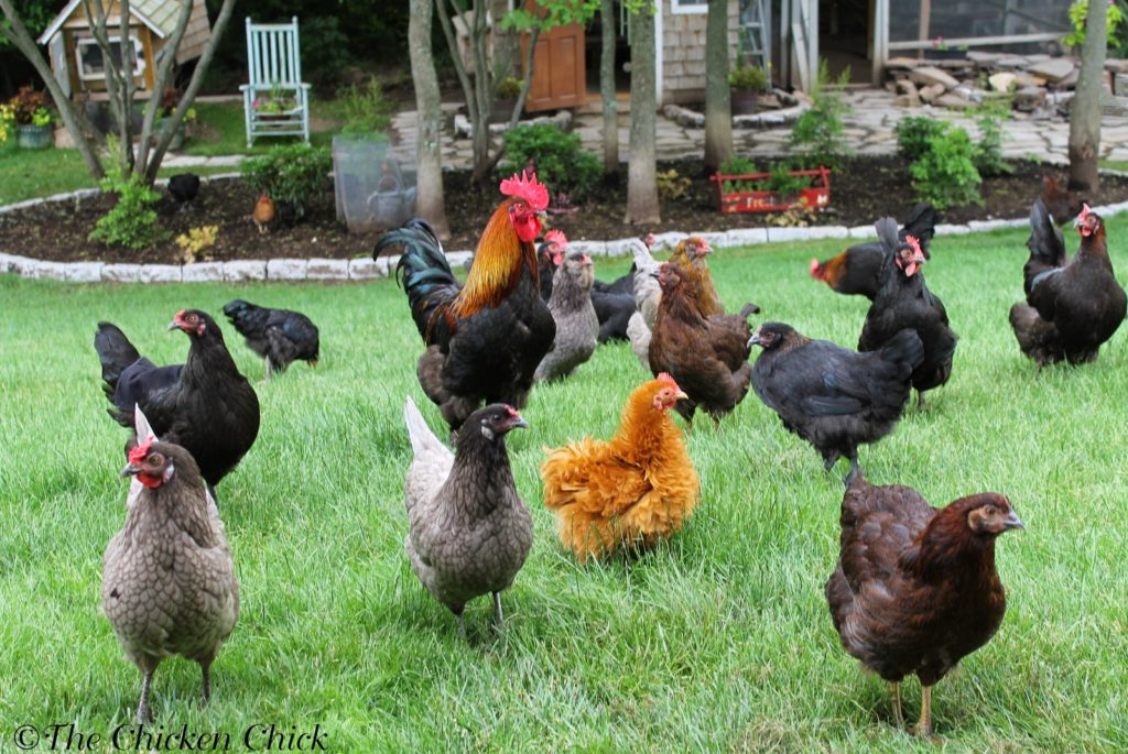 Depopulate: That’s the sanitized term for euthanizing the entire flock, cleaning the area and starting clean with a new flock. It’s not realistic for most backyard flocks kept as pets.