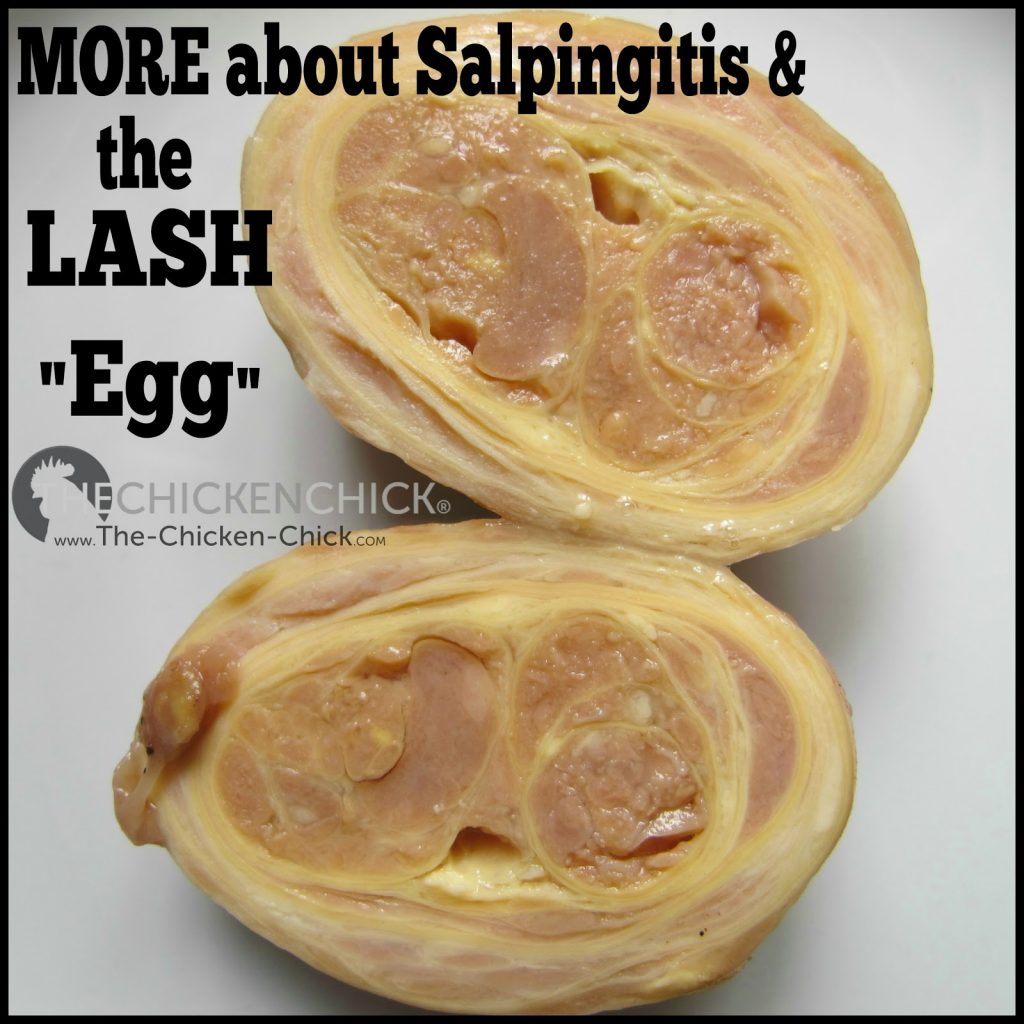  Read MORE From Dr. McKillop about salpingits & lash egg FACTS & MYTHS HERE!