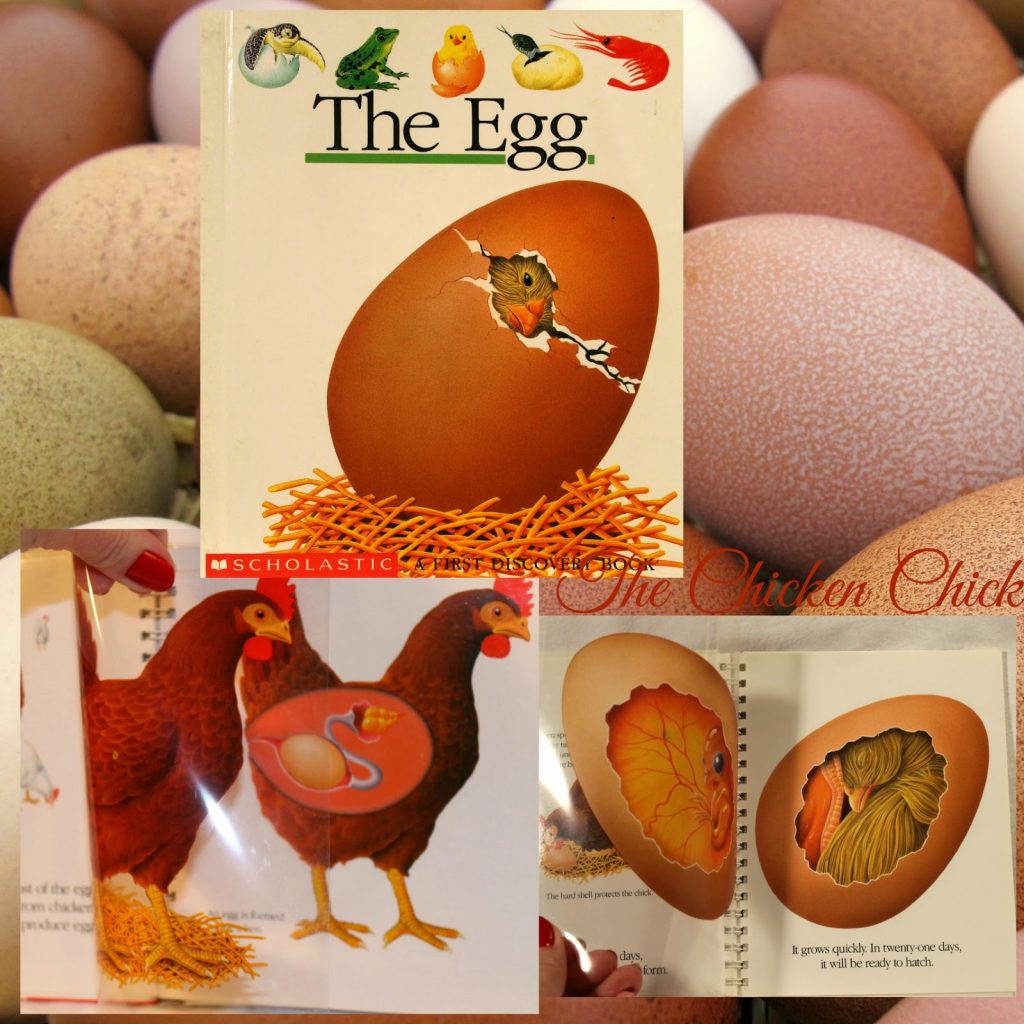 The Egg- a children's book