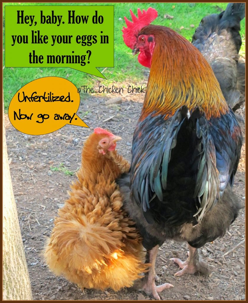 A hen does not need a rooster to produce an egg.