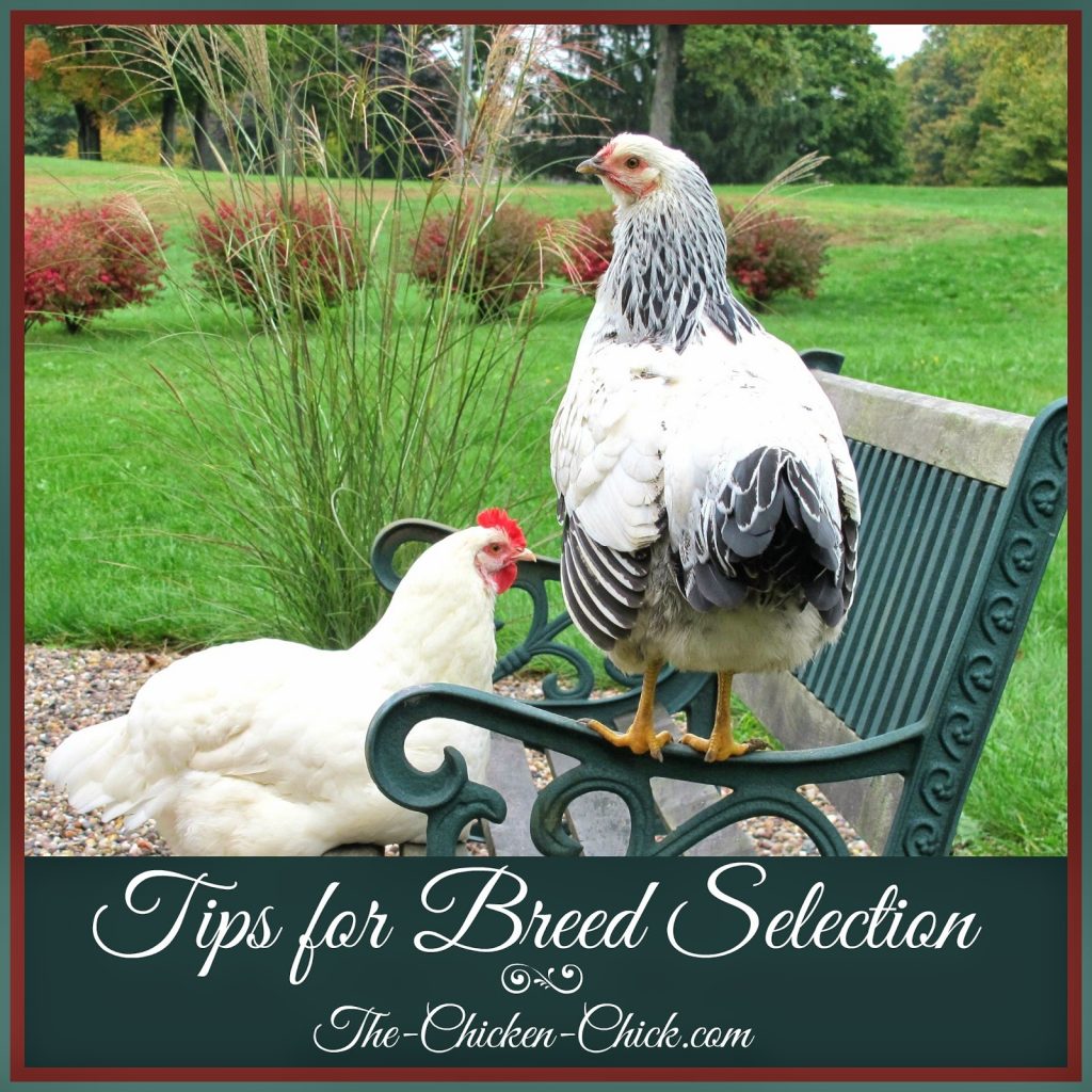 The enormous array of breeds available to choose from can be daunting, but it's important to make an informed decision about breeds in order to avoid disappointment for the chicken keeper as well as unnecessary challenges for the chickens.
