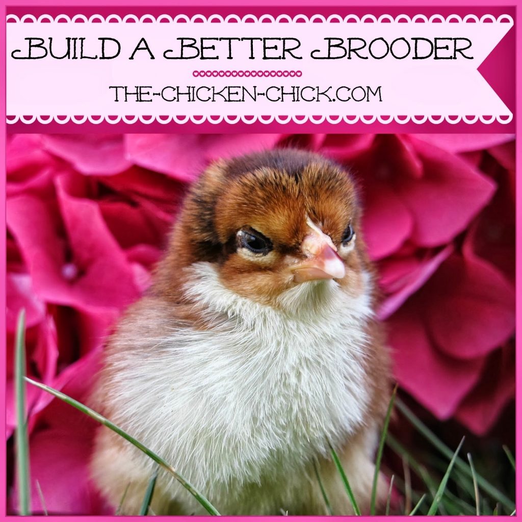 The Complete Chick Care Guide The Chicken Chick®