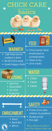 The Complete Chick Care Guide | The Chicken Chick®