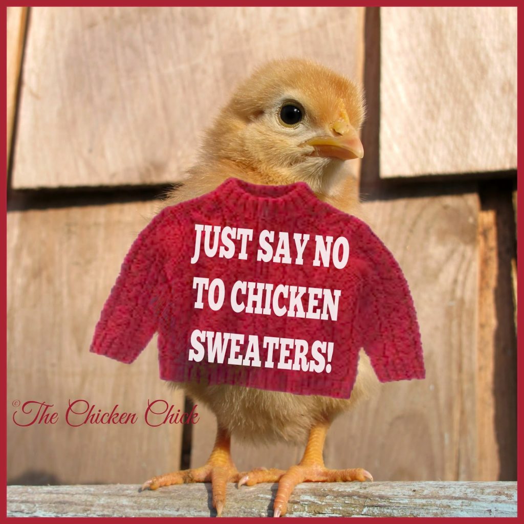 Chickens wear sweaters