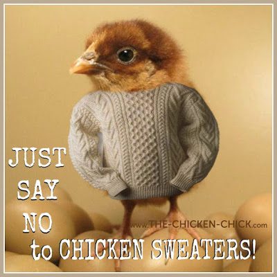 Chickens wear sweaters