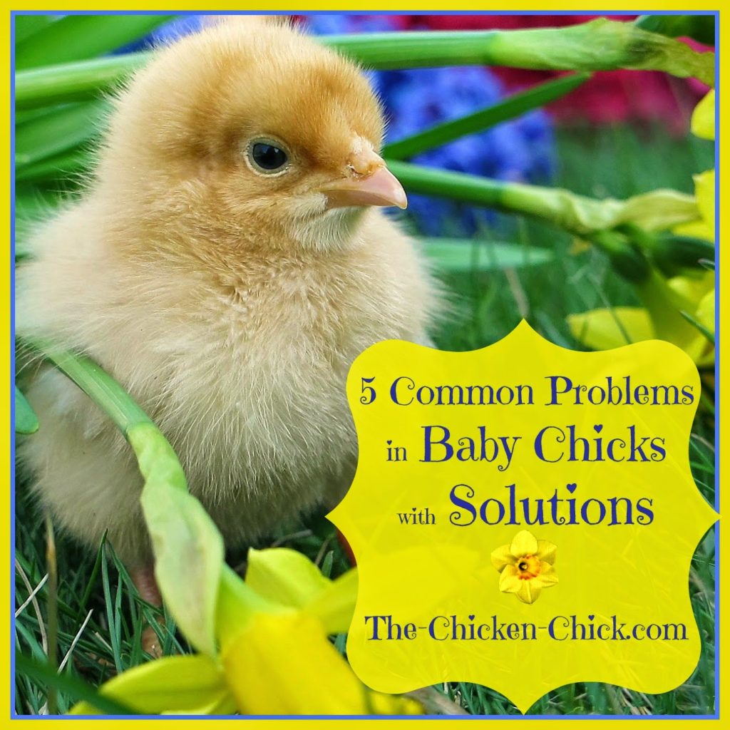 The five most common problems in baby chicks are all easily treated.