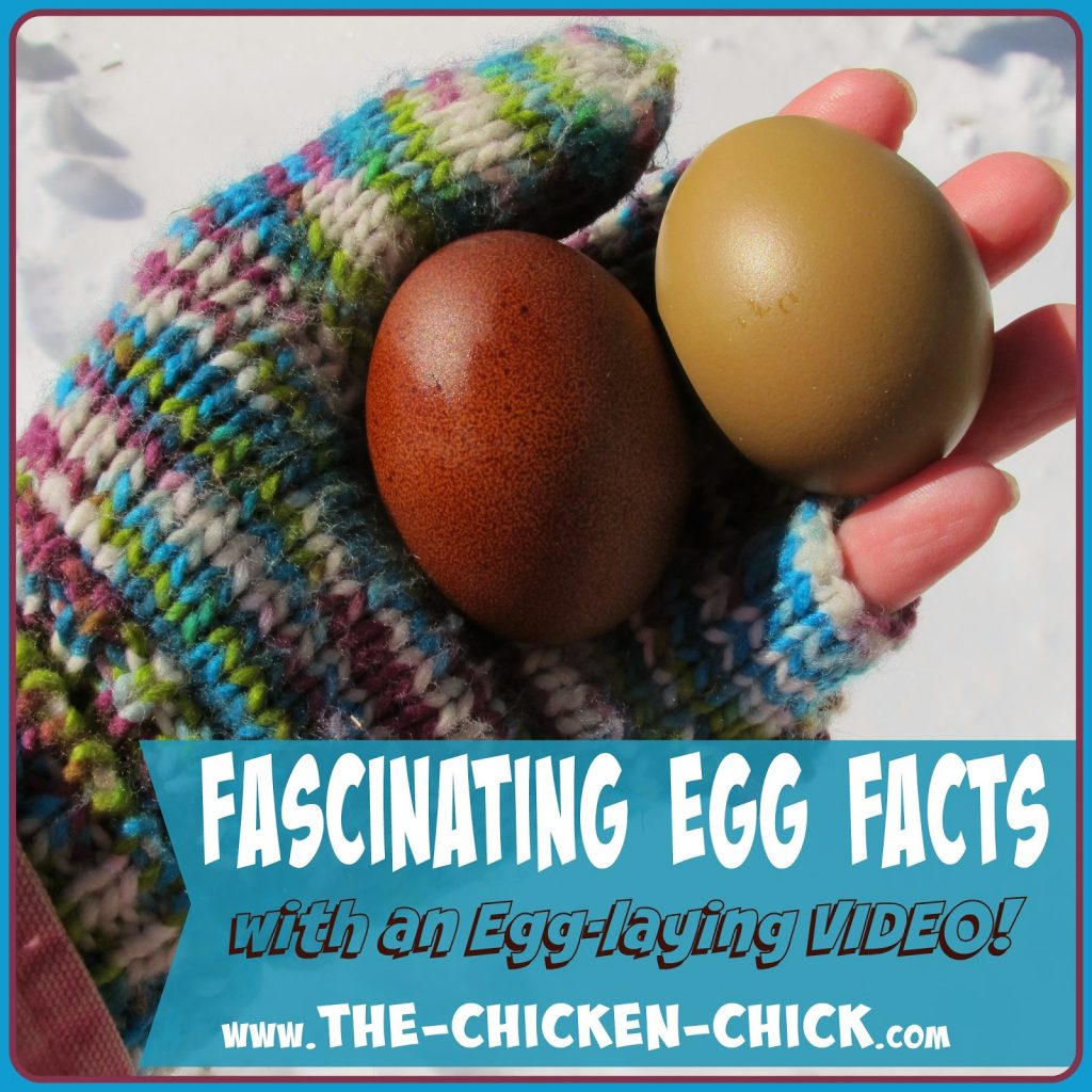 If you have never witnessed a hen laying an egg, it's your lucky day! I find the entire process of egg production is fascinating and thought you might like to know some fascinating facts about the mighty egg!