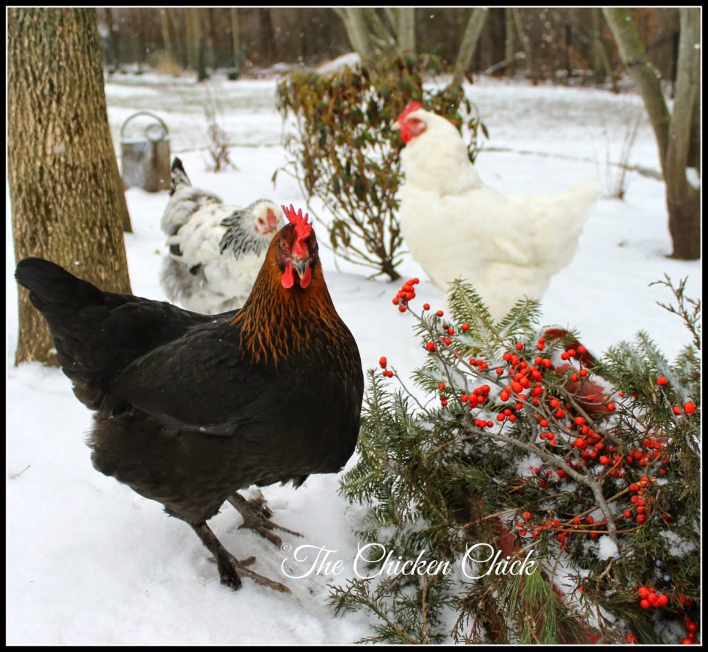 Chickens wear sweaters